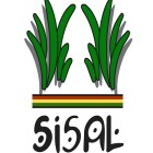 Banda Sisal Roots